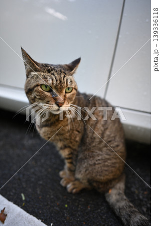 駐車場のキジトラ猫 駐車場のキジトラ猫 139336118
