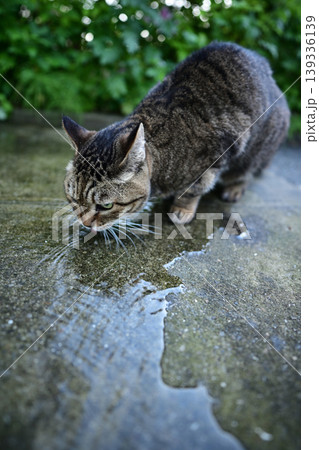 石畳の上で水を飲む猫 139336139