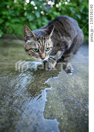 石畳の上で水を飲む猫 石畳の上で水を飲む猫 139336140