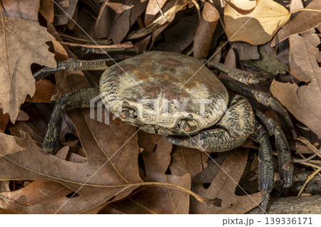 Crab Among Dry Leaves on Land Close Up. Crab Among Dry Leaves on Land Close Up. 139336171