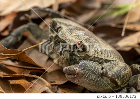 Crab Among Dry Leaves on Land Close Up. Crab Among Dry Leaves on Land Close Up. 139336172