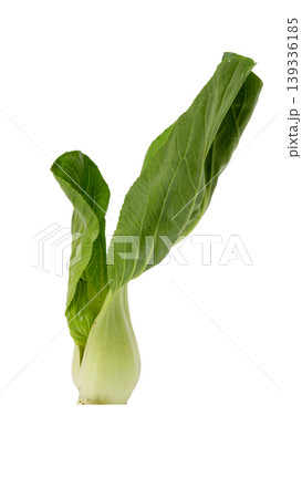 Organic Pak Choi or Chinese cabbage, fresh green vegetable for healthy cooking. 139336185