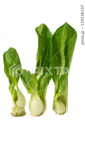 Organic Pak Choi or Chinese cabbage, fresh green vegetable for healthy cooking. Organic Pak Choi or Chinese cabbage, fresh green vegetable for healthy cooking. 139336187