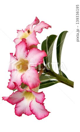 Beautiful Desert Rose flower with green leaves, isolated for floral design elements. Beautiful Desert Rose flower with green leaves, isolated for floral design elements. 139336195
