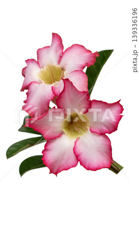 Beautiful Desert Rose flower with green leaves, isolated for floral design elements. Beautiful Desert Rose flower with green leaves, isolated for floral design elements. 139336196