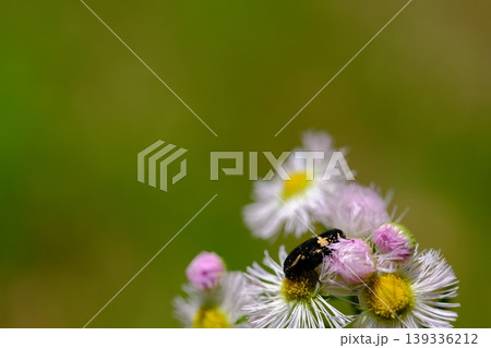 ハルジオンの花に止まるシロテンハナムグリ 139336212
