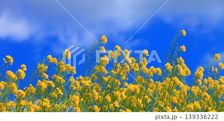 菜の花と青空、明るく爽やかな春の自然風景 139336222
