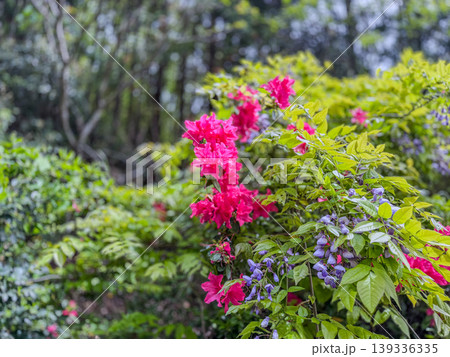 新緑に映える満開のツツジと藤の花 139336335