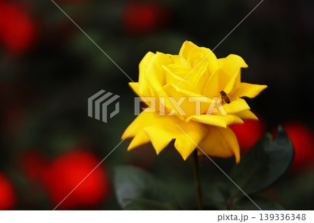 a bunch of roses in the garden a bunch of roses in the garden 139336348