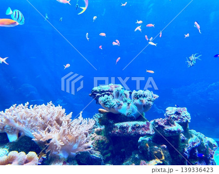 悠々と泳ぐカラフルな魚 悠々と泳ぐカラフルな魚 139336423