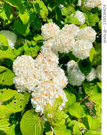 緑に映える白いお花 緑に映える白いお花 139336424