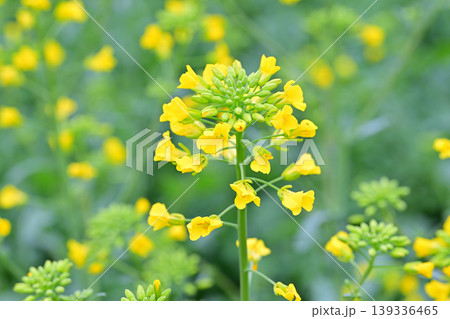 春の訪れ 菜の花 クローズアップ 春の訪れ 菜の花 クローズアップ 139336465