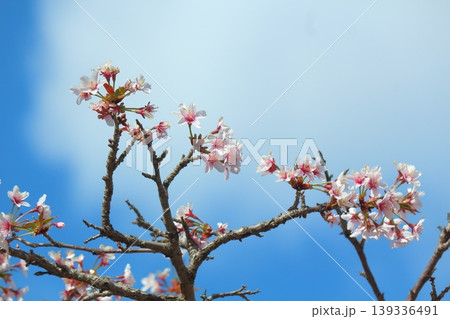 千島桜 139336491