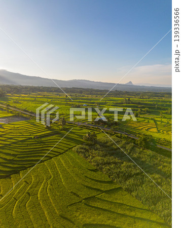 Beautiful morning view in Indonesia, panoramic landscape of rice fields with mountain ranges and clear sky 139336566