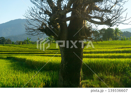 Beautiful morning view in Indonesia, panoramic landscape of rice fields with mountain ranges and clear sky Beautiful morning view in Indonesia, panoramic landscape of rice fields with mountain ranges and clear sky 139336607