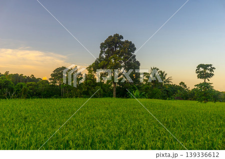 Beautiful morning view in Indonesia, panoramic landscape of rice fields with mountain ranges and clear sky 139336612