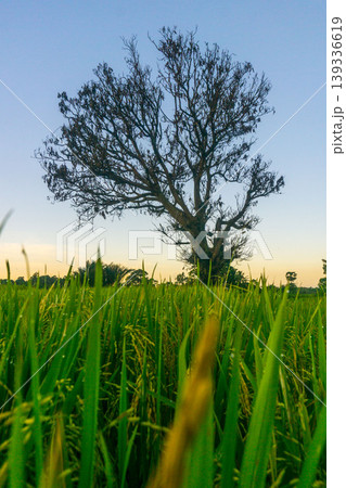 Beautiful morning view in Indonesia, panoramic landscape of rice fields with mountain ranges and clear sky Beautiful morning view in Indonesia, panoramic landscape of rice fields with mountain ranges and clear sky 139336619
