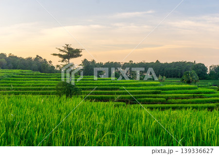 Beautiful morning view in Indonesia, panoramic landscape of rice fields with mountain ranges and clear sky 139336627
