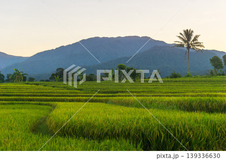 Beautiful morning view in Indonesia, panoramic landscape of rice fields with mountain ranges and clear sky Beautiful morning view in Indonesia, panoramic landscape of rice fields with mountain ranges and clear sky 139336630