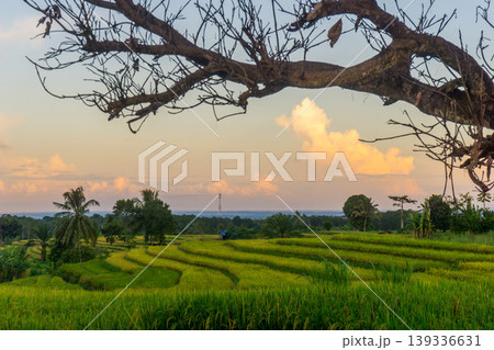 Beautiful morning view in Indonesia, panoramic landscape of rice fields with mountain ranges and clear sky 139336631