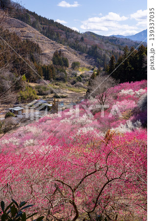 群馬県甘楽郡下仁田町中小坂 あぶだ福寿草の里の斜面を埋めるカラフルな紅白梅や蝋梅の景色 群馬県甘楽郡下仁田町中小坂 あぶだ福寿草の里の斜面を埋めるカラフルな紅白梅や蝋梅の景色 139337035