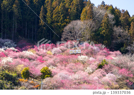 群馬県甘楽郡下仁田町中小坂 あぶだ福寿草の里の斜面を埋めるカラフルな紅白梅や蝋梅の景色 群馬県甘楽郡下仁田町中小坂 あぶだ福寿草の里の斜面を埋めるカラフルな紅白梅や蝋梅の景色 139337036