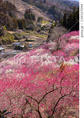 群馬県甘楽郡下仁田町中小坂 あぶだ福寿草の里の斜面を埋めるカラフルな紅白梅や蝋梅の景色 群馬県甘楽郡下仁田町中小坂 あぶだ福寿草の里の斜面を埋めるカラフルな紅白梅や蝋梅の景色 139337044