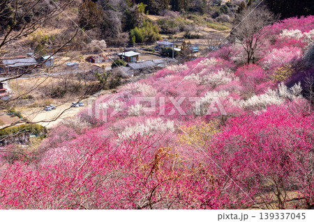群馬県甘楽郡下仁田町中小坂　あぶだ福寿草の里の斜面を埋めるカラフルな紅白梅や蝋梅の景色 139337045