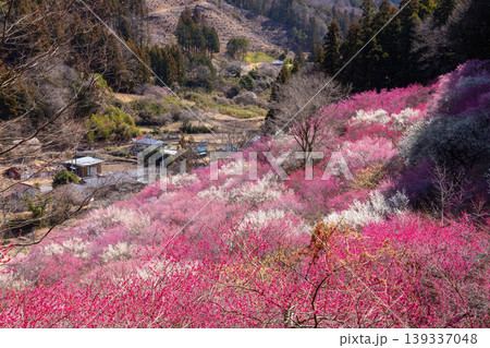 群馬県甘楽郡下仁田町中小坂 あぶだ福寿草の里の斜面を埋めるカラフルな紅白梅や蝋梅の景色 群馬県甘楽郡下仁田町中小坂 あぶだ福寿草の里の斜面を埋めるカラフルな紅白梅や蝋梅の景色 139337048
