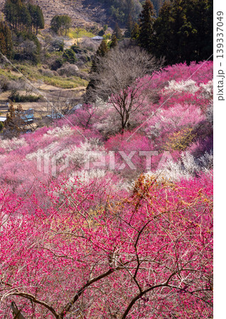 群馬県甘楽郡下仁田町中小坂　あぶだ福寿草の里の斜面を埋めるカラフルな紅白梅や蝋梅の景色 139337049