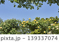 沢山の黄色い薔薇が緑の葉と青空をバックに咲き誇っている 139337074