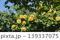 沢山の黄色い薔薇が緑の葉と青空をバックに咲き誇っている 139337075