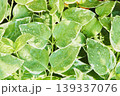 緑の葉の背景素材、緑、濃い緑色の模様、新緑のイメージ素材 139337076