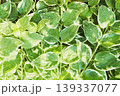 緑の葉の背景素材、緑、濃い緑色の模様、新緑のイメージ素材 139337077
