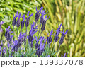 春の野原に咲くラベンダー 139337078