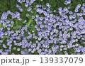 白い花が沢山咲いている地被植物の俯瞰画像 139337079