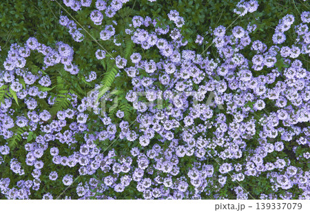 白い花が沢山咲いている地被植物の俯瞰画像 139337079