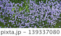 春の花壇に咲く地被植物の沢山の白い花 139337080