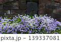 レンガの壁と地被植物の沢山の白い花 139337081