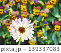 花壇にカラフルな沢山の花を背景に咲くピンクの菊の花 139337083