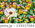 花壇にカラフルな沢山の花を背景に咲くピンクの菊の花 139337084