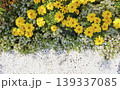 花壇の白い玉砂利と沢山の黄色い花の俯瞰画像 139337085
