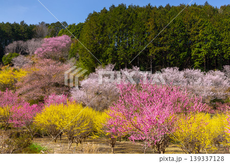 埼玉県比企郡小川町上古寺　花桃、山桜、サンシュユなど春の花が咲く小川町の桃源郷 139337128