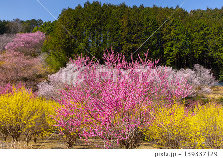 埼玉県比企郡小川町上古寺 花桃、山桜、サンシュユなど春の花が咲く小川町の桃源郷 埼玉県比企郡小川町上古寺 花桃、山桜、サンシュユなど春の花が咲く小川町の桃源郷 139337129