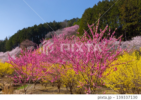 埼玉県比企郡小川町上古寺 花桃、山桜、サンシュユなど春の花が咲く小川町の桃源郷 埼玉県比企郡小川町上古寺 花桃、山桜、サンシュユなど春の花が咲く小川町の桃源郷 139337130