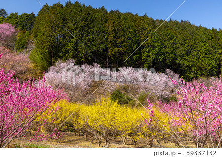 埼玉県比企郡小川町上古寺 花桃、山桜、サンシュユなど春の花が咲く小川町の桃源郷 埼玉県比企郡小川町上古寺 花桃、山桜、サンシュユなど春の花が咲く小川町の桃源郷 139337132