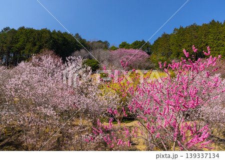 埼玉県比企郡小川町上古寺　花桃、山桜、サンシュユなど春の花が咲く小川町の桃源郷 139337134