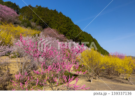 埼玉県比企郡小川町上古寺 花桃、山桜、サンシュユなど春の花が咲く小川町の桃源郷 埼玉県比企郡小川町上古寺 花桃、山桜、サンシュユなど春の花が咲く小川町の桃源郷 139337136