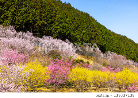埼玉県比企郡小川町上古寺　花桃、山桜、サンシュユなど春の花が咲く小川町の桃源郷 139337139