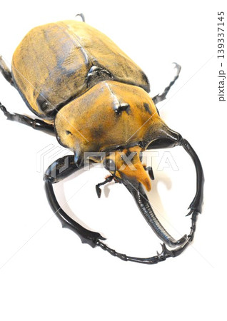 エレファスゾウカブトの白背景 エレファスゾウカブトの白背景 139337145